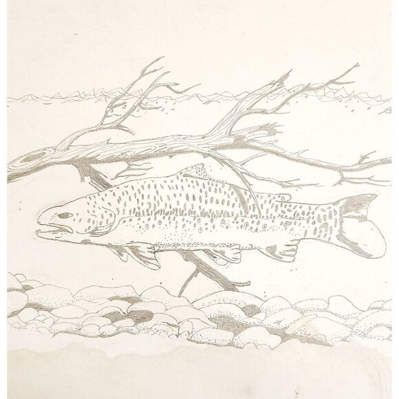 Other - 1960-70s Original Art Pencil Drawing Trout Fish Swimming OOAK Unsigned DWWW14